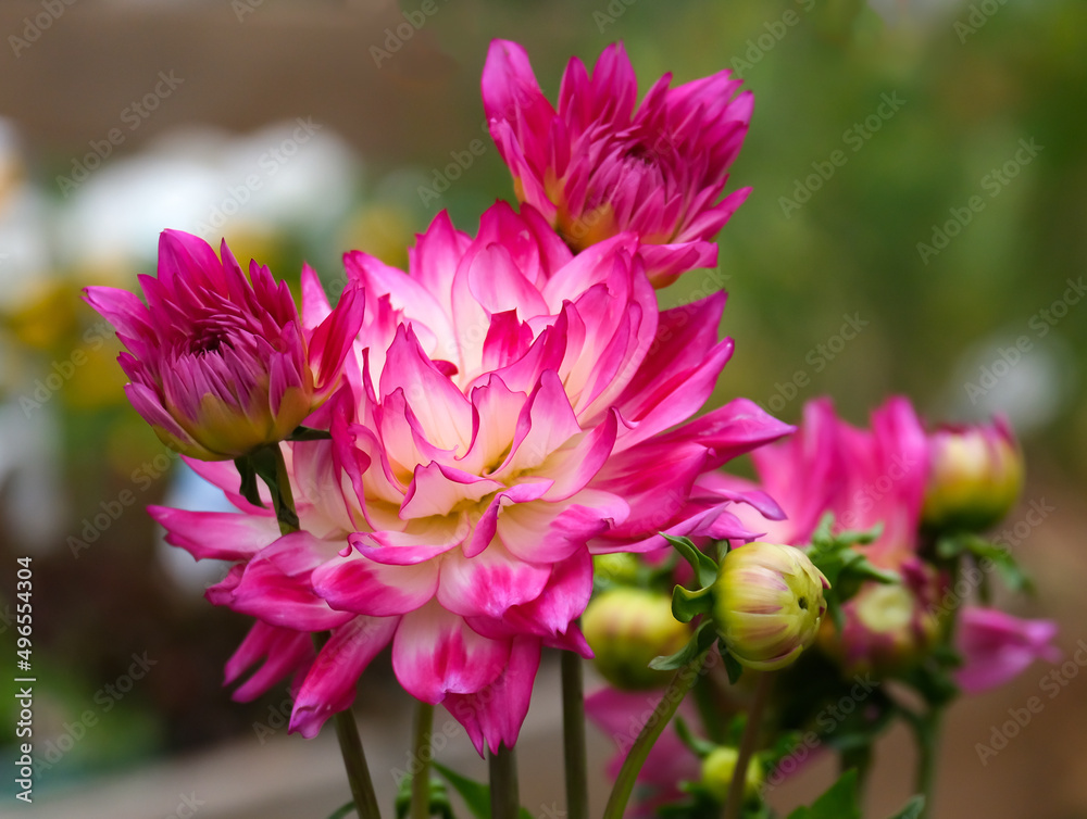 Pink Dahlias in the garden Pink Dahlias in the garden