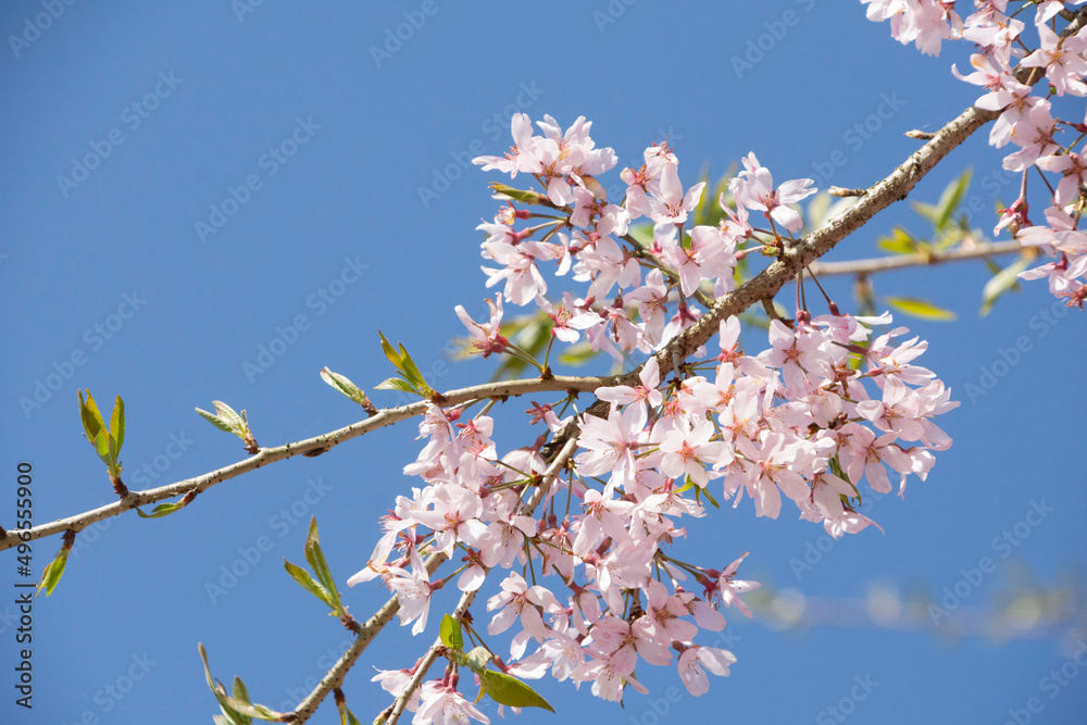 日本の桜 日本の桜
