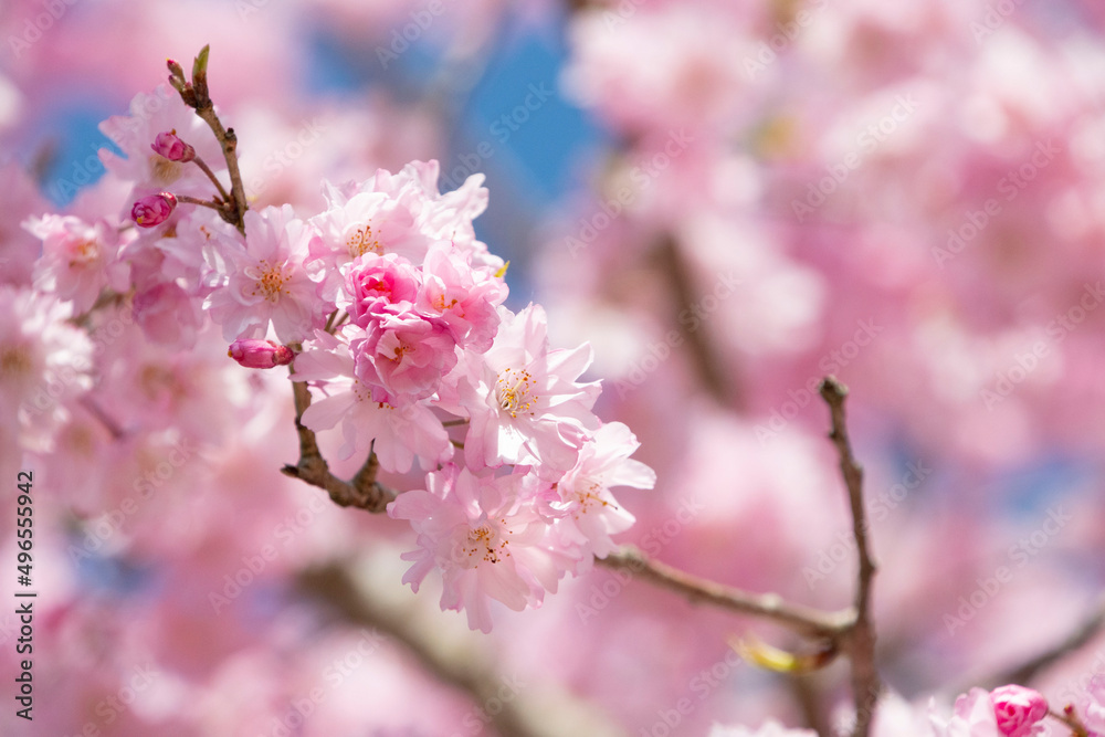 日本の桜