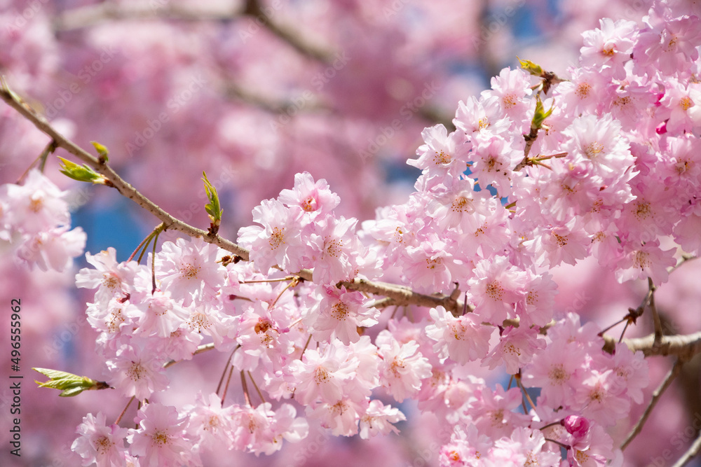 Fototapeta premium 日本の桜
