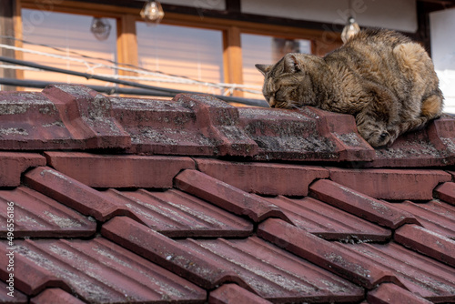 屋根の上で待ったりする猫