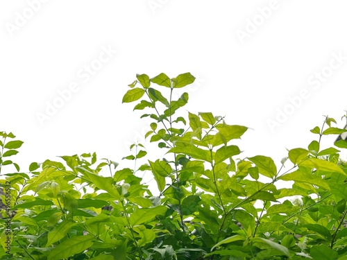 Green leave plant isolated on white background