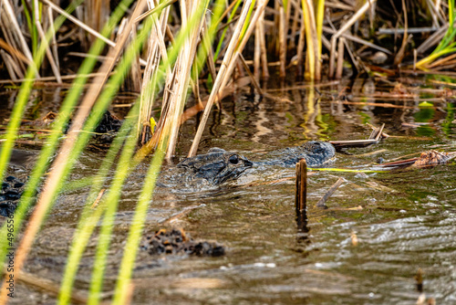 Alligator swimming in Florida Everglades 