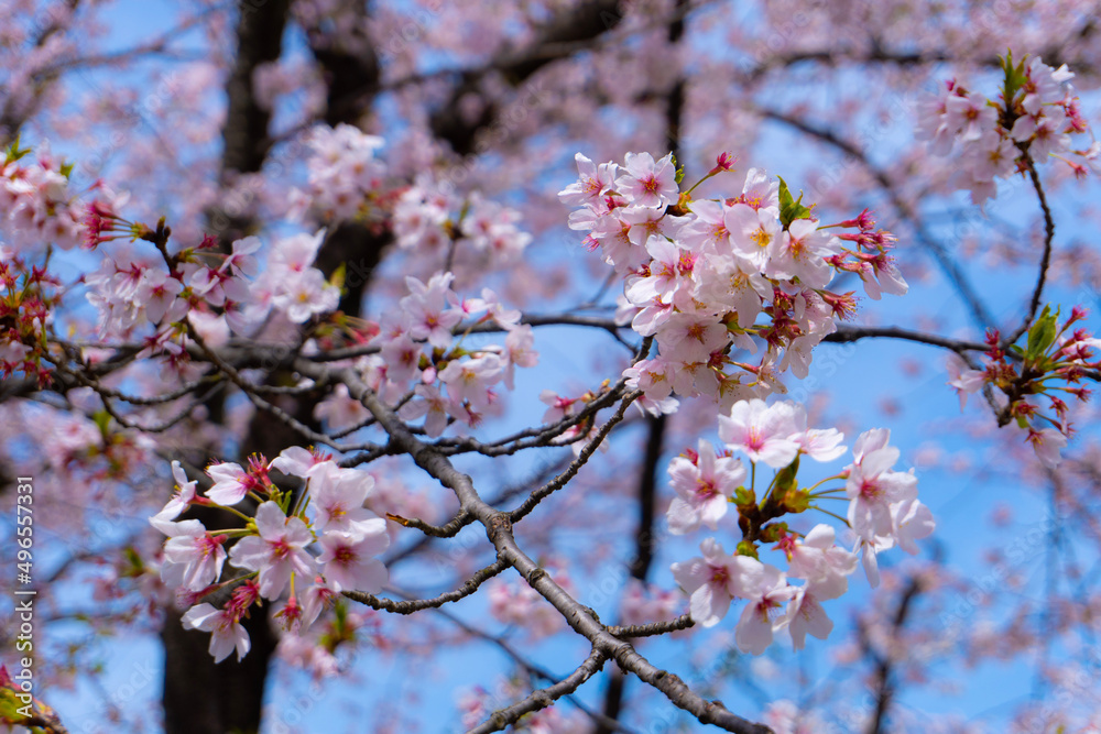 Obraz premium pink cherry blossom