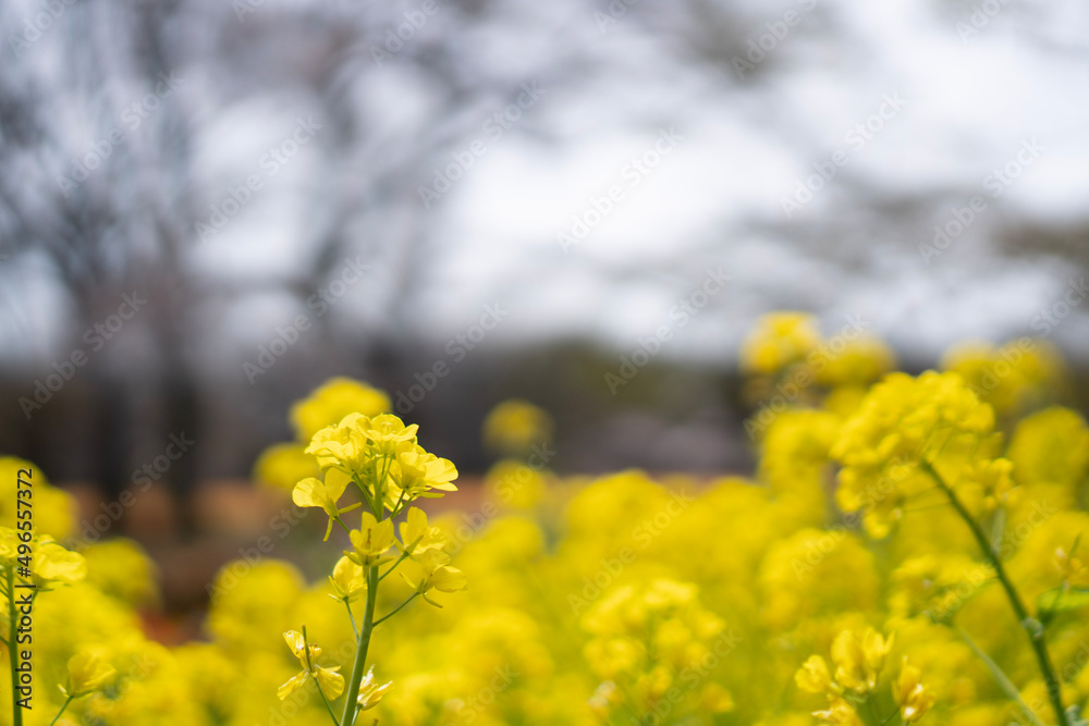 Fototapeta premium field of yellow flowers
