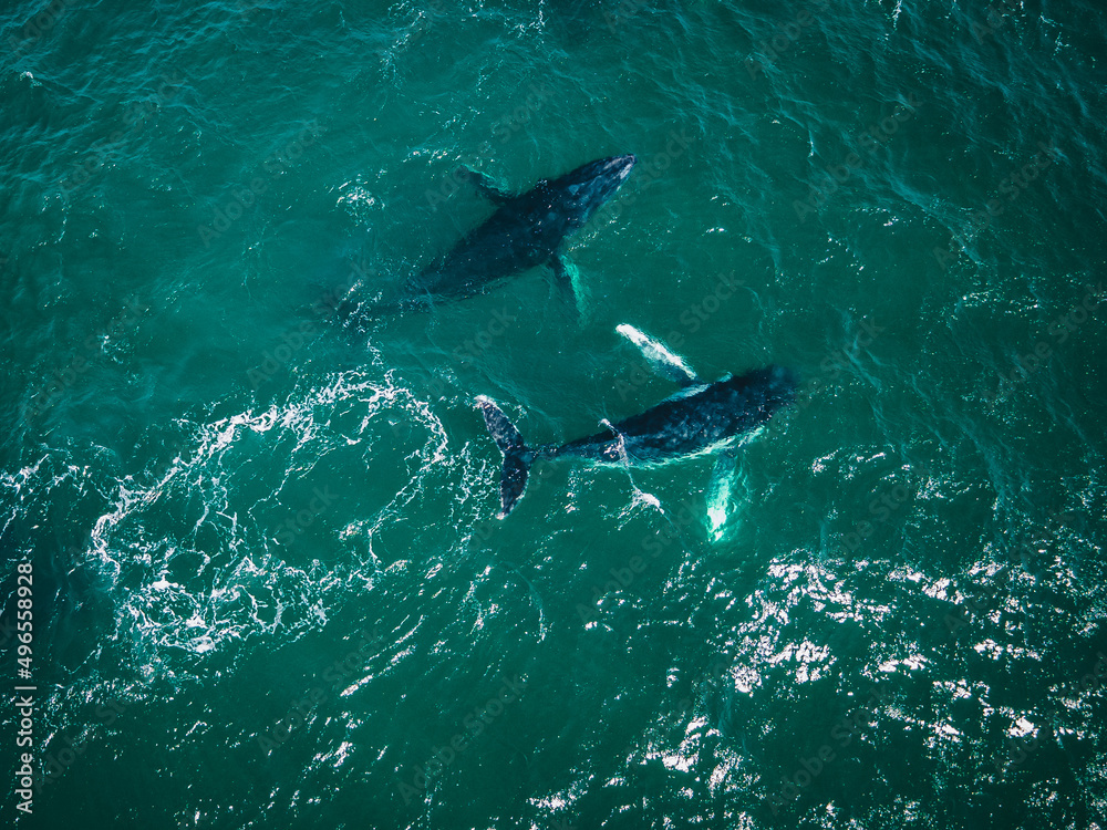 Naklejka premium Two whales migrating in beautiful ocean