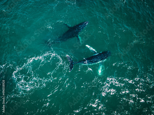 Two whales migrating in beautiful ocean © James