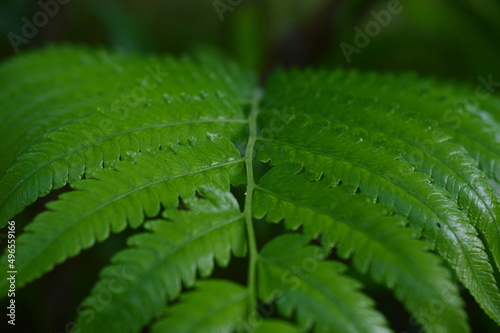 Stampa su tela close up of green dryopteris affinis fern leaves in garden, abstract background