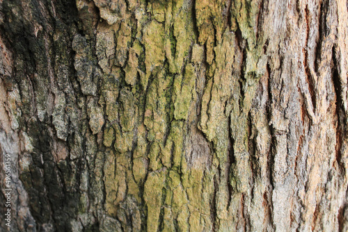 textura, árbol, vida, naturaleza, mancha, colores, huella.