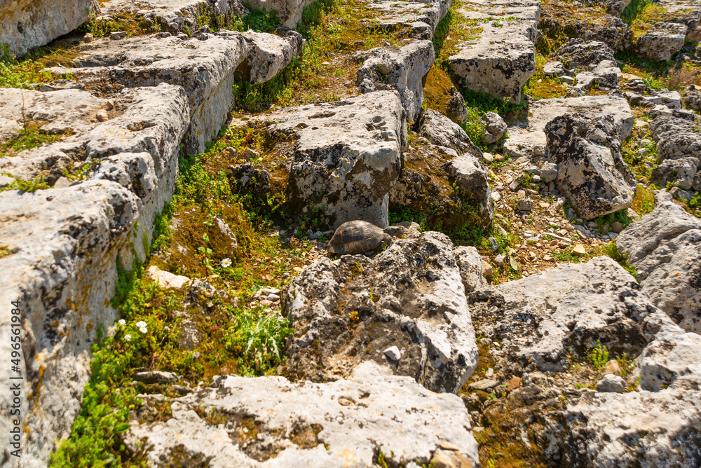 KAUNOS, DALYAN, TURKEY: The Turtle and the Theater in the ancient city of Kaunos. KAUNOS, DALYAN, TURKEY: The Turtle and the Theater in the ancient city of Kaunos.