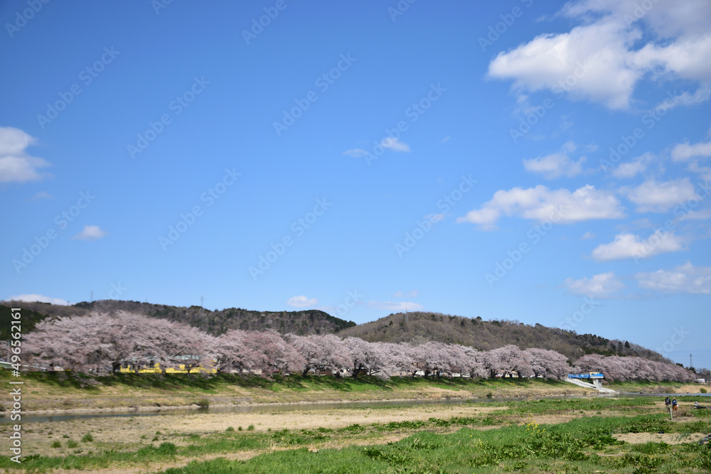 Fototapeta premium 白石川堤一目千本桜