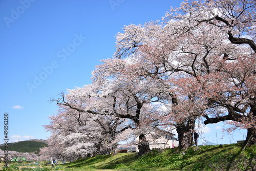 桜と青空