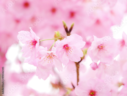 Cherry branch with flowers in spring bloom, A beautiful Japanese tree branch with cherry blossoms, Sakura