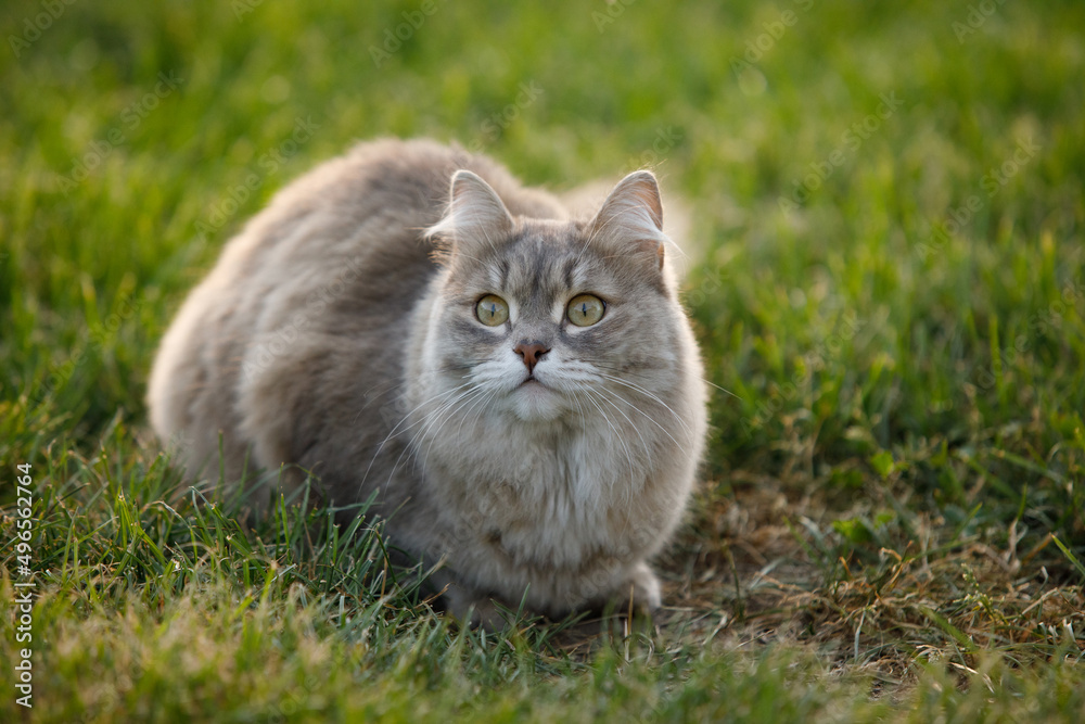 Gray fluffy cat on the green grass of the lawn Gray fluffy cat on the green grass of the lawn