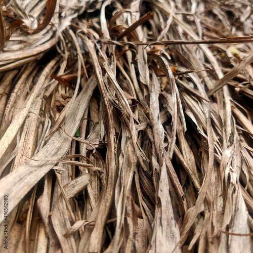 background of a tree bark