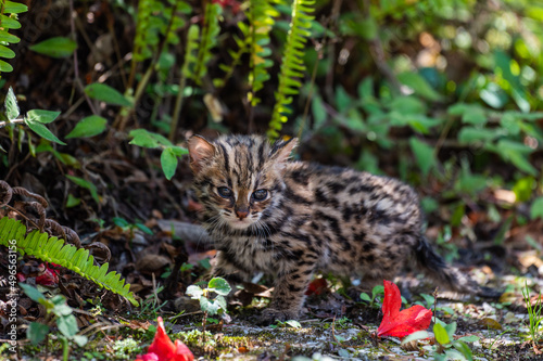 Leopard cat in tropical rain forest, Thailand