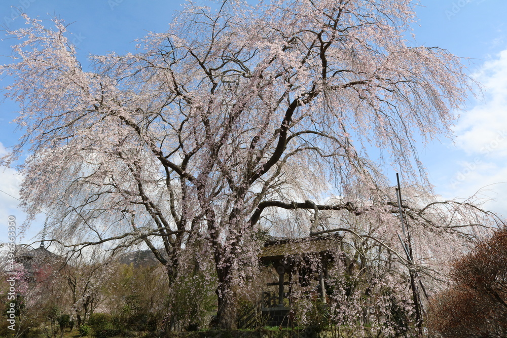 しだれ桜 しだれ桜