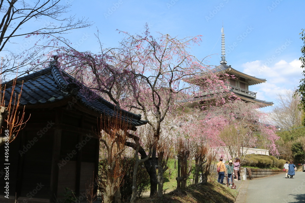 Obraz premium しだれ桜