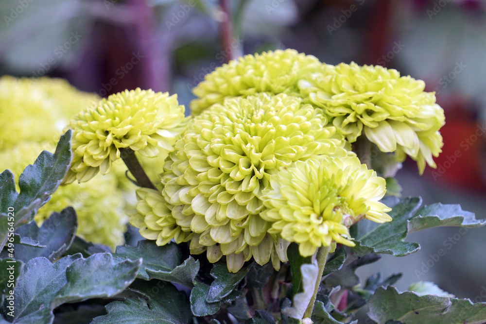 Chrysanthemum blooming in autumn Chrysanthemum blooming in autumn