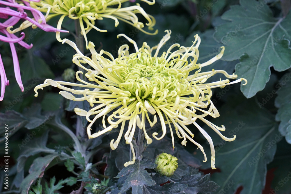 Chrysanthemum blooming in autumn Chrysanthemum blooming in autumn