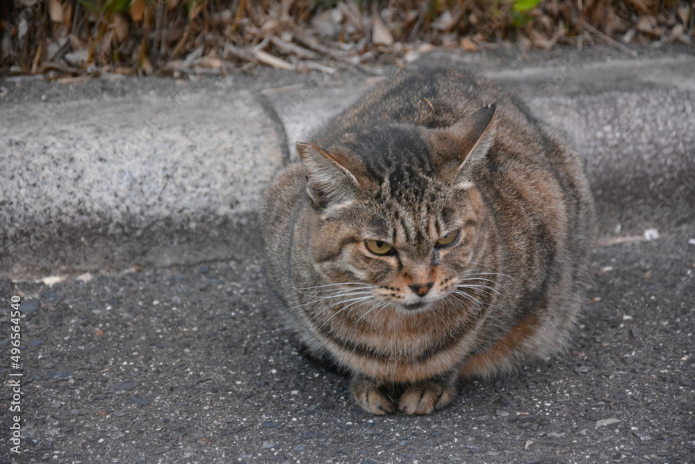 Obraz premium 野良猫