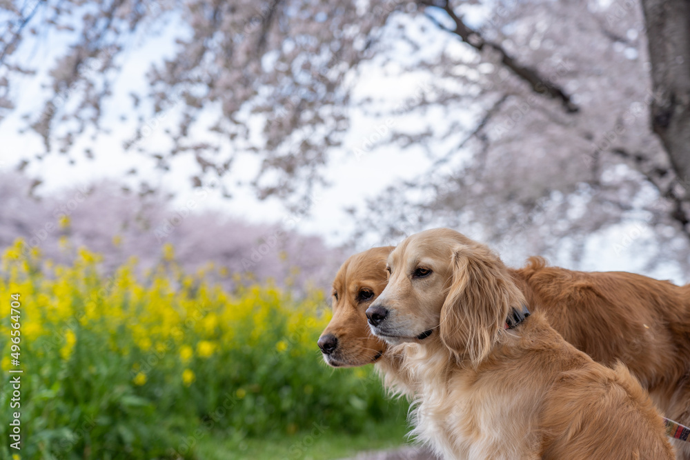 青毛堀川／ゴールデンレトニエル