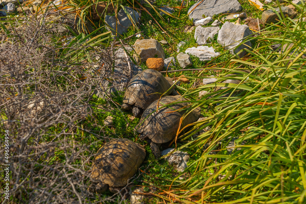 KAUNOS, DALYAN, TURKEY: Five turtles in the grass in the ancient city of Kaunos. KAUNOS, DALYAN, TURKEY: Five turtles in the grass in the ancient city of Kaunos.