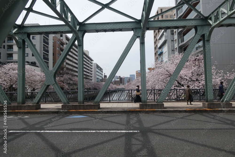 Sakura - Japanese Cherry Blossom