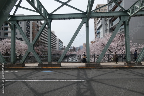 Sakura - Japanese Cherry Blossom © Rits