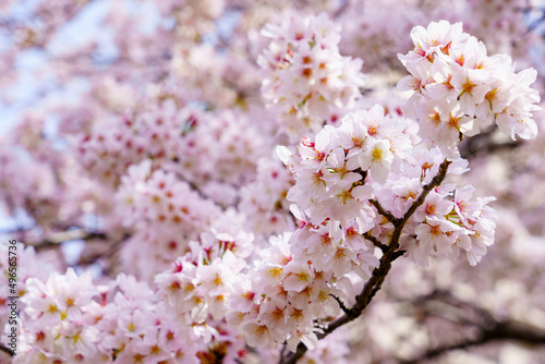 桜