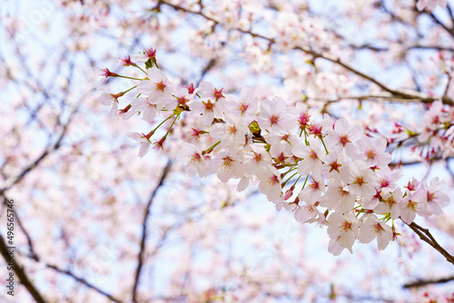 桜