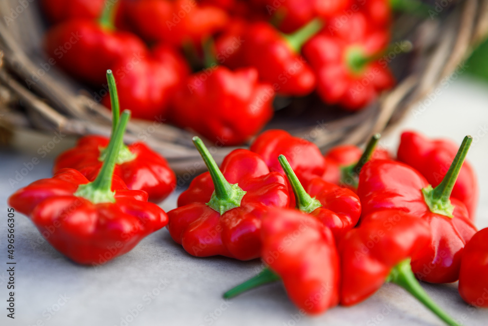 Harvest basket filled with fresh, red ripe organically homegrown Brazilian starfish hot chili peppers Harvest basket filled with fresh, red ripe organically homegrown Brazilian starfish hot chili peppers