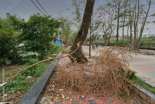 Howrah, West Bengal, India - 31st May 2020 : Super cyclone Amphan uprooted tree which fell and blocked pavement. The devastation has made many trees fall on ground. Climate change. photo