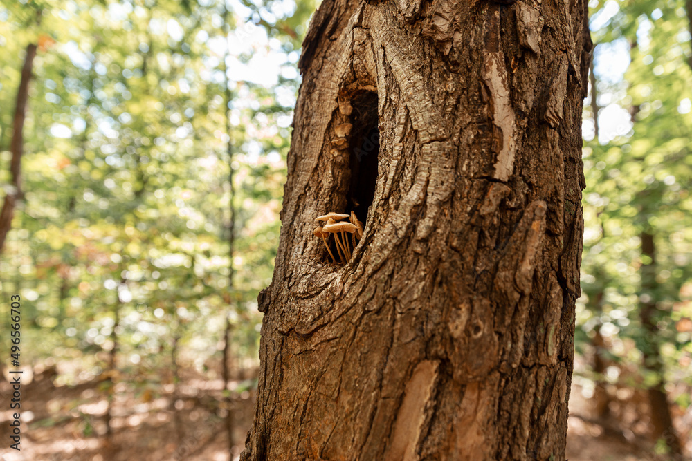 Obraz premium Mushrooms growing in the tree