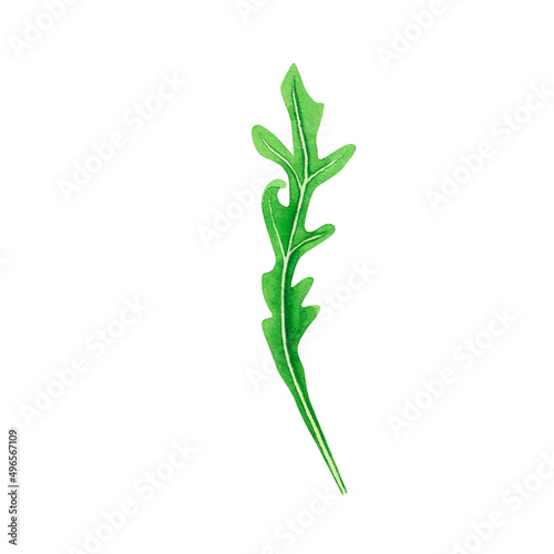 Fresh leaves salad arugula. Watercolor painting on white background. Illustration for design, menu, poster, banner