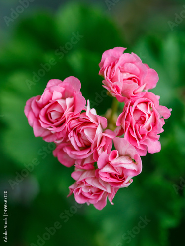 Rosebud pelargonium Australian pink or Swanland Pink pink double petal geranium flowers. Top view on green leaves background. Vertical