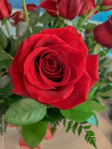 Red rose in bouquet isolated with depth of field.