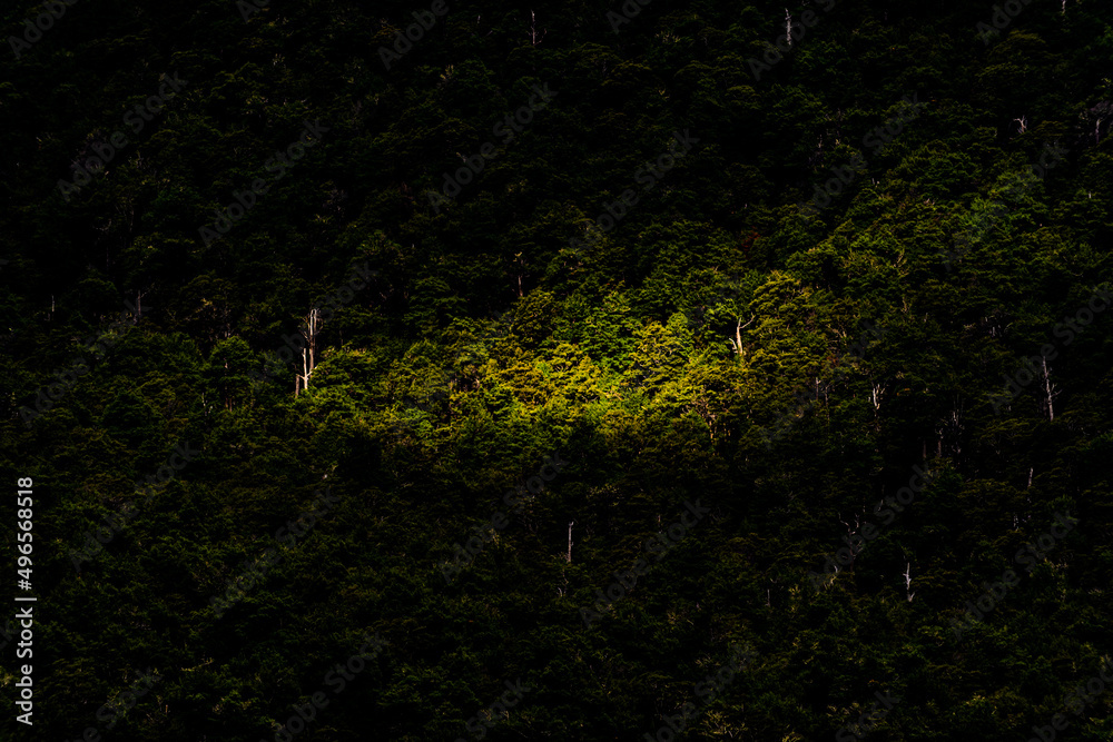 Green native forest in New Zealand Green native forest in New Zealand