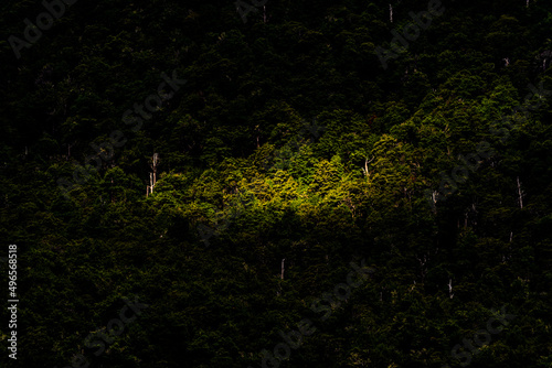 Green native forest in New Zealand
