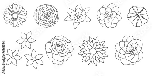 Illustration of the flowers on a white background.