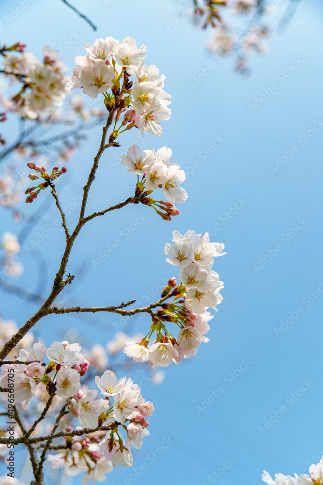 青空に映えるソメイヨシノの花びら
