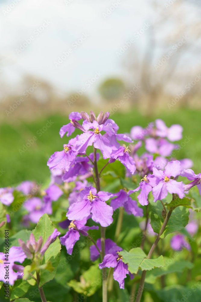 淡い紫色の花オオアラセイトウ 淡い紫色の花オオアラセイトウ