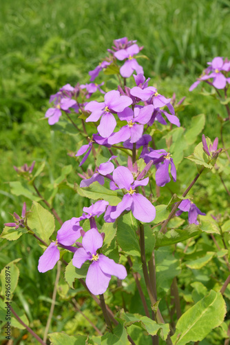 Fototapeta Naklejka Na Ścianę i Meble -  淡い紫色の花オオアラセイトウ