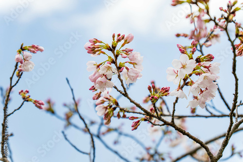 青空に映えるソメイヨシノの花