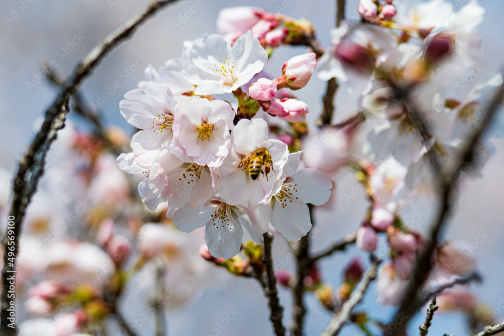 青空に映えるソメイヨシノの花 青空に映えるソメイヨシノの花