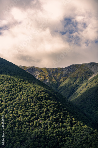 Native forest in New Zealand