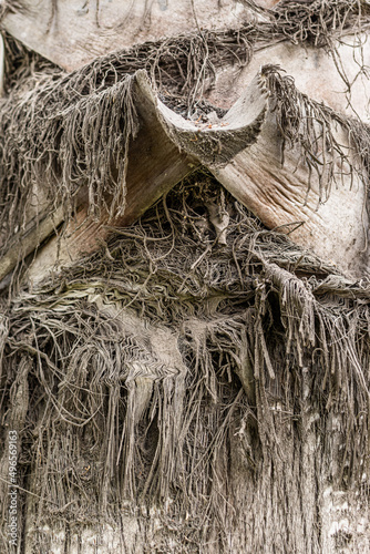 Tree bark texture, old rough wood pattern, macro image.