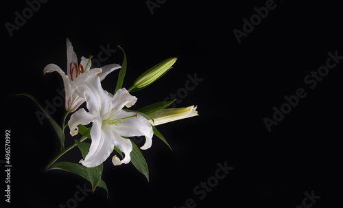 White lilium flower on a black background, postcard. Used as background.