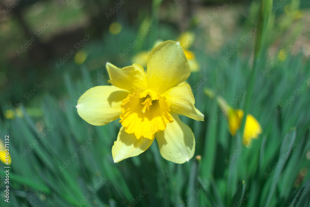 Fototapeta premium スイセンの花のアップ写真