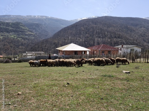Sheep's herd 

Iran, Mazandaran, Kalej